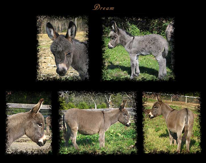 Critter Haven Farm Miniature Donkeys